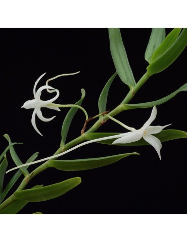 Angraecum florulentum sur plaque