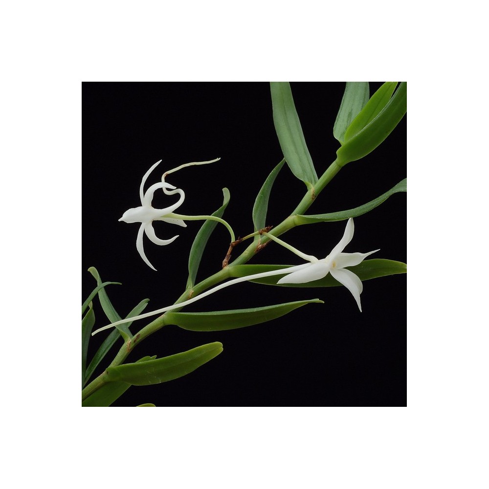 Angraecum florulentum