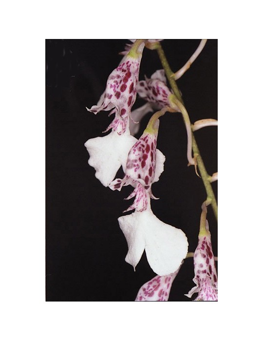 Rodriguezia decora sur plaque