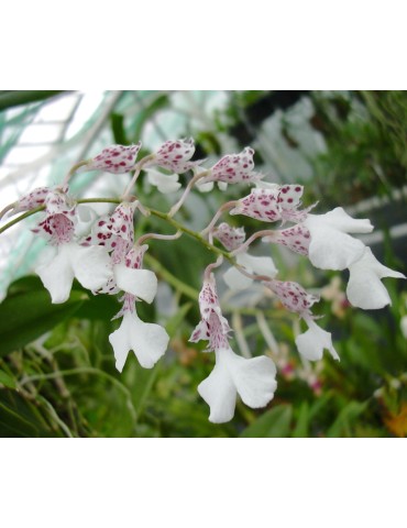 Rodriguezia decora sur plaque 2