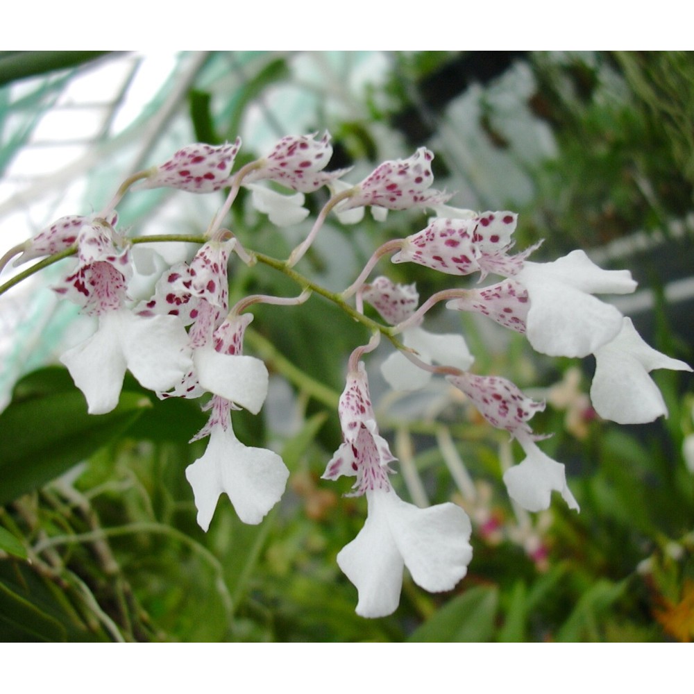 Rodriguezia decora sur plaque