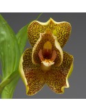 Angulocaste Colette