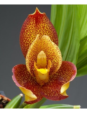 Angulocaste Colette 2