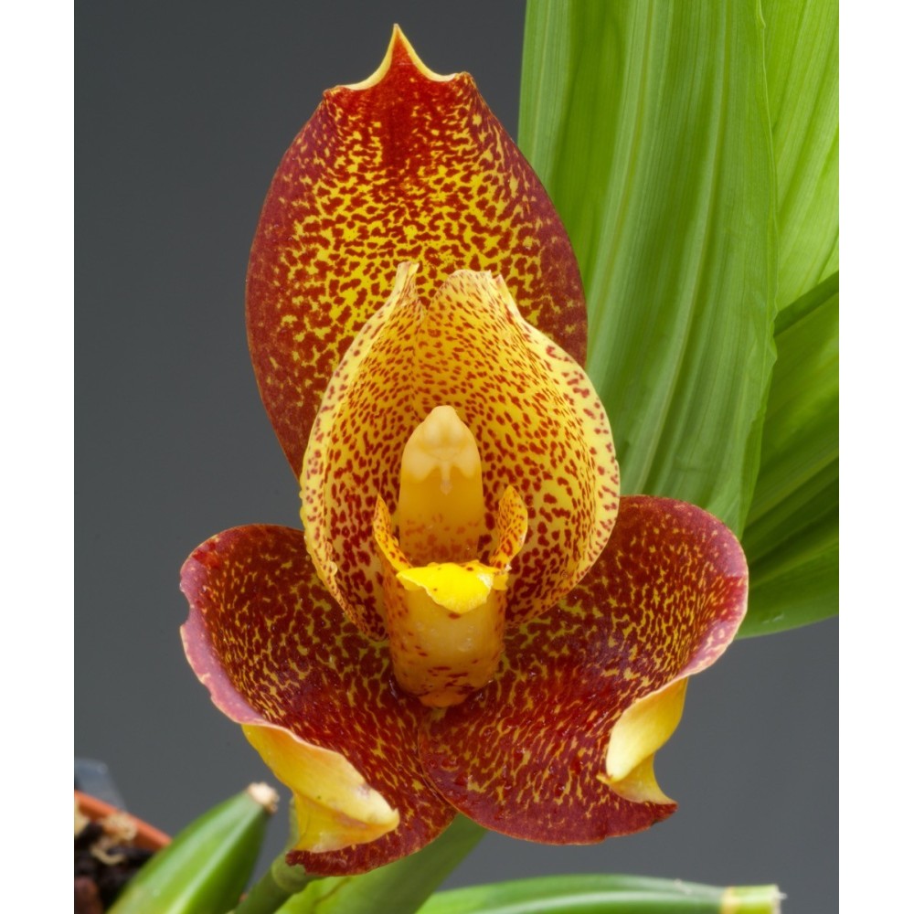 Angulocaste Colette