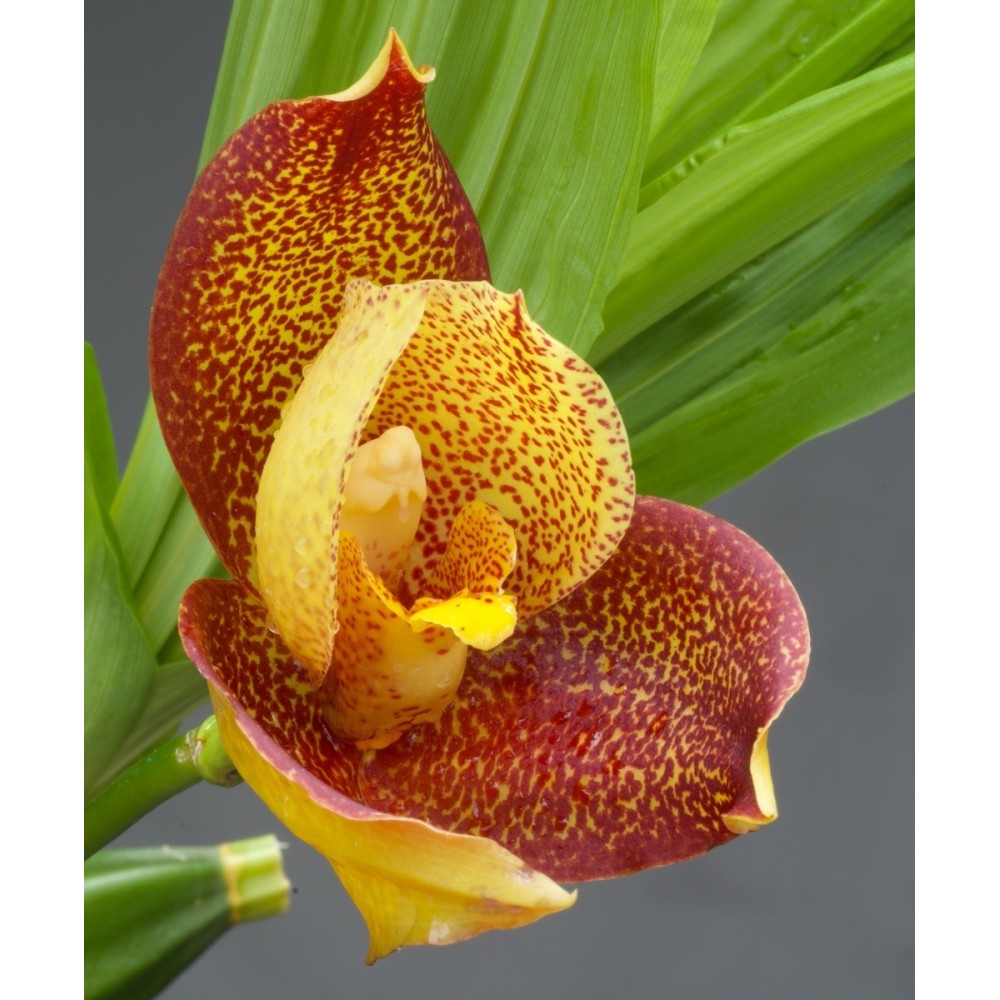 Angulocaste Colette