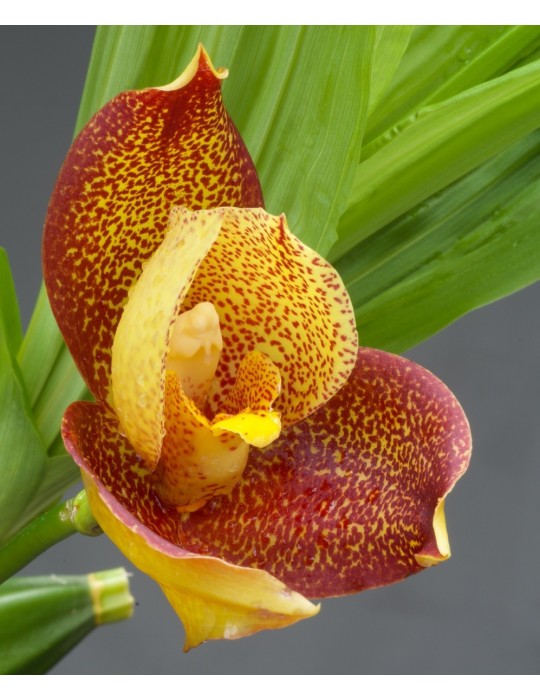 Angulocaste Colette