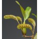 Bulbophyllum falcatum 'Vert'