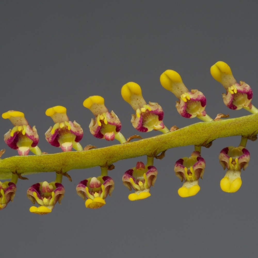 Bulbophyllum falcatum 'Vert'