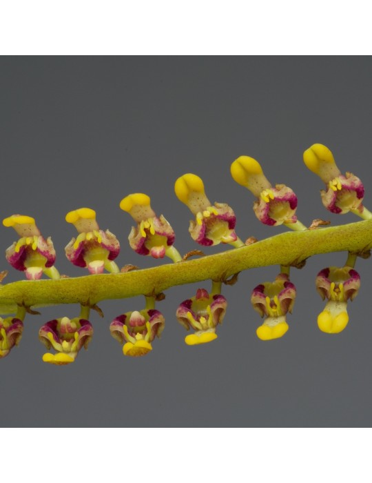 Bulbophyllum falcatum 'Vert'