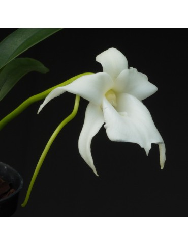 Angraecum magdalenae en sphaigne