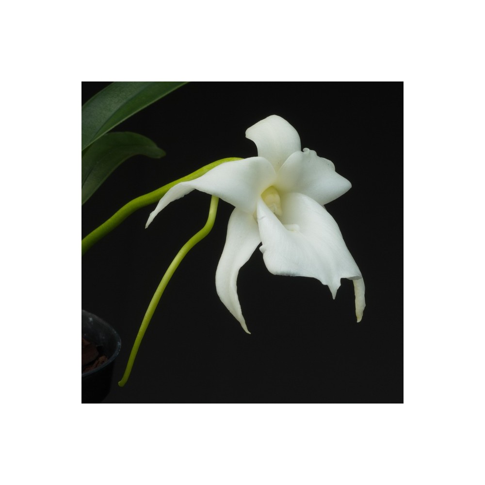 Angraecum magdalenae