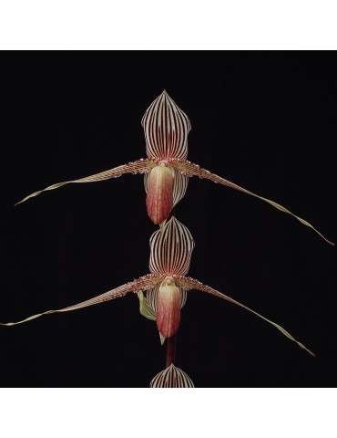 Paphiopedilum rothschildianum