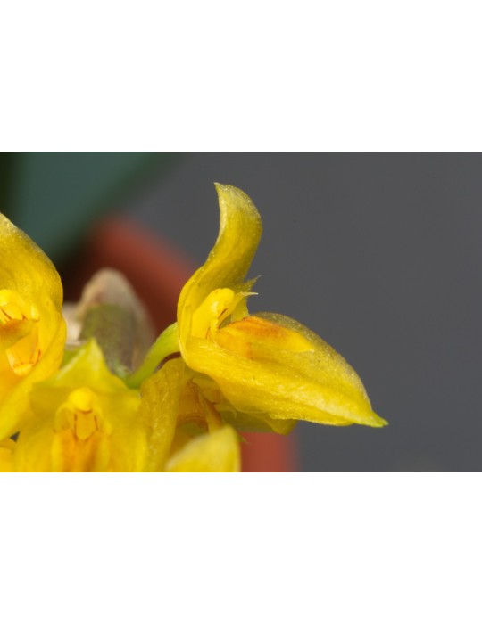 Bulbophyllum elassonotum