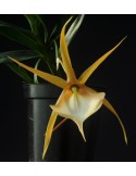 Angraecum viguieri