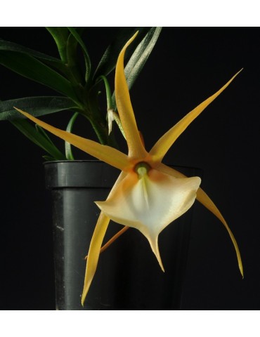 Angraecum viguieri en sphaigne