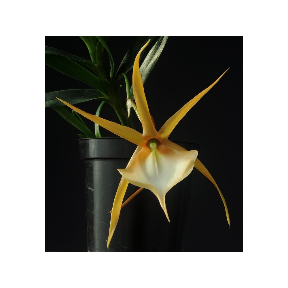 Angraecum viguieri