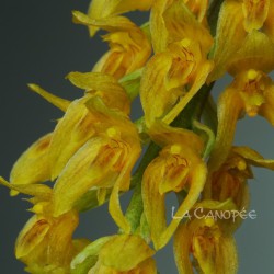 Bulbophyllum elassonotum sur plaque