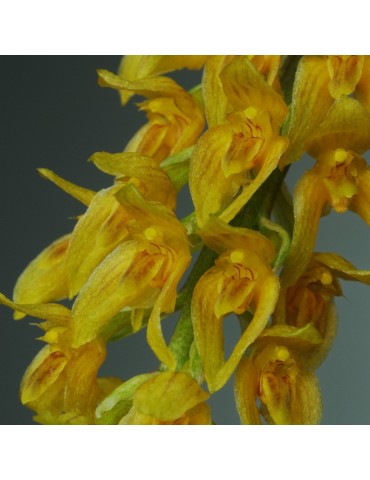 Bulbophyllum elassonotum sur plaque