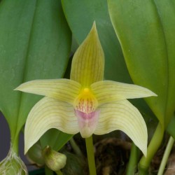 Bulbophyllum smitinandii sur plaque