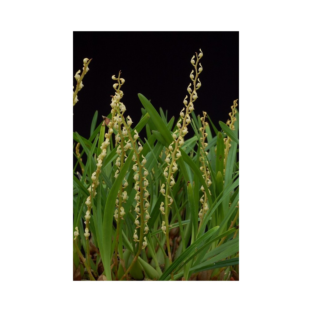 Bulbophyllum erectum