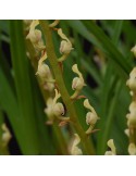 Bulbophyllum erectum