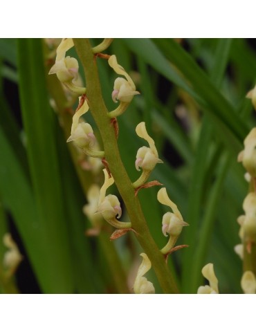 Bulbophyllum erectum sur plaque