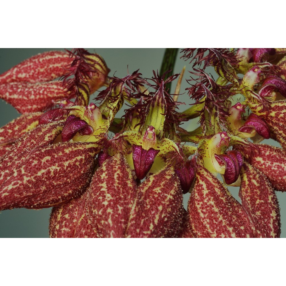 Bulbophyllum rothschildianum