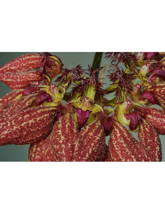 Bulbophyllum rothschildianum
