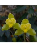 Lycaste Oratrix