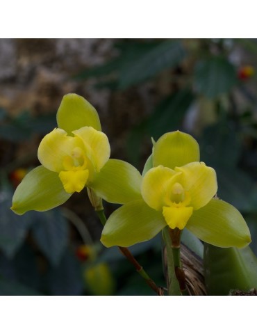 Lycaste Oratrix