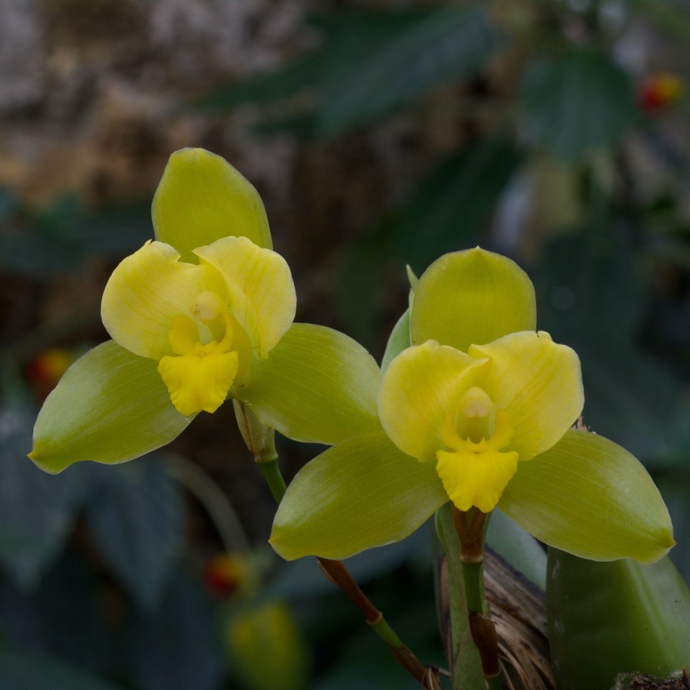 Lycaste Oratrix