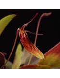 Restrepia brachypus