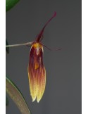 Restrepia brachypus