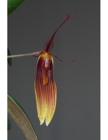 Restrepia brachypus sur plaque