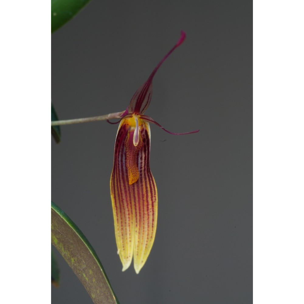 Restrepia brachypus