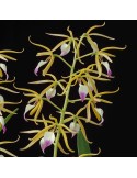 Prosthechea brassavolae