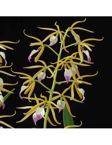 Prosthechea brassavolae