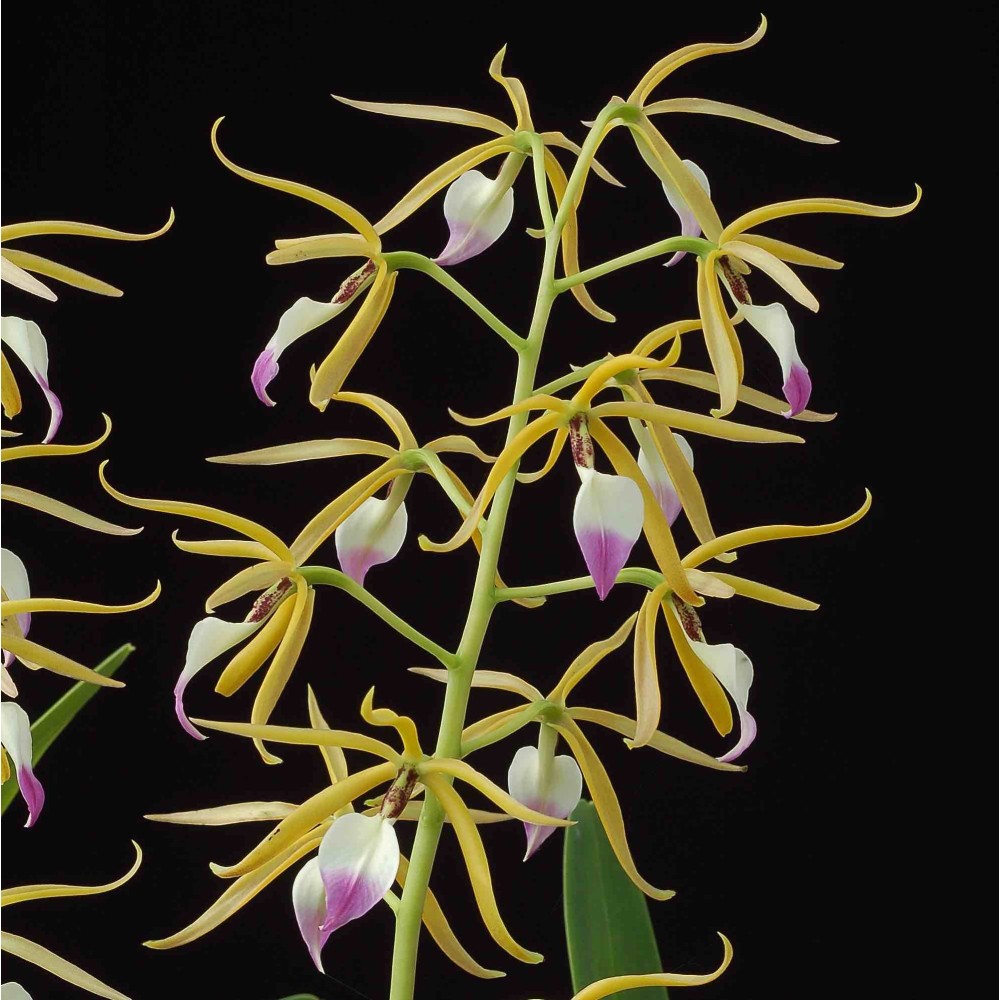 Prosthechea brassavolae