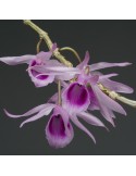 Dendrobium anosmum