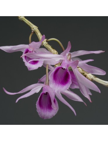 Dendrobium anosmum sur plaque