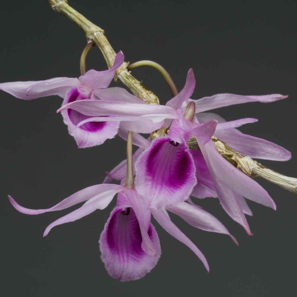 Dendrobium anosmum