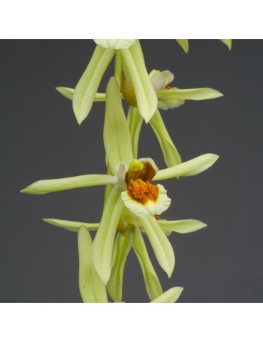 Coelogyne Burfordiense x massangeana