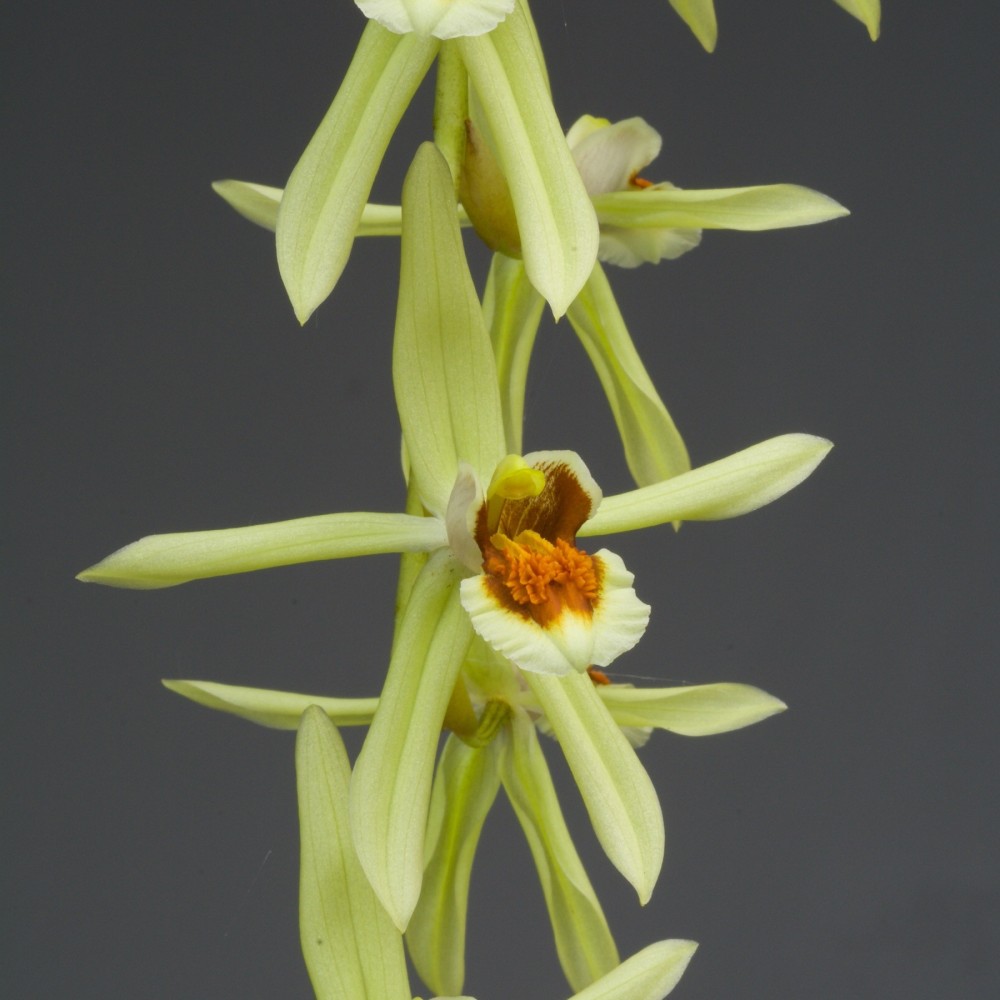 Coelogyne Burfordiense x massangeana