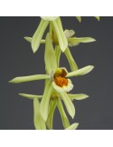 Coelogyne Burfordiense x massangeana