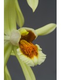 Coelogyne Burfordiense x massangeana