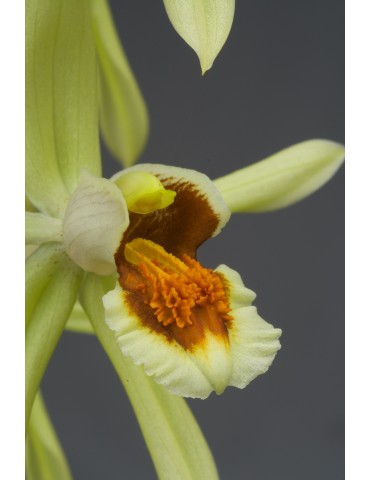 Coelogyne Burfordiense x massangeana 2