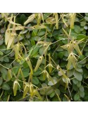 Barbosella cogniauxiana sur plaque