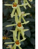 Coelogyne Burfordiense x massangeana