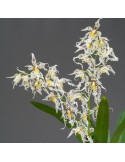 Odontoglossum naevium