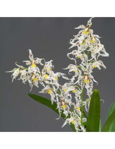 Odontoglossum naevium 2